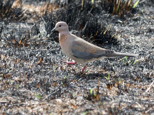 <h3><a href="/trips/safari/biota/animalia/chordata/aves/026 columbiformes/001 columbidae/spilopelia senegalensis/spilopelia senegalensis-en.html">Spilopelia&nbsp;senegalensis</a> / Laughing&nbsp;dove / Palmtortel</h3>OM-1 Mark II with OLYMPUS M.300mm F4.0, 1/2000 sec at F4.0, ISO 1000, distance 18.3&nbsp;m